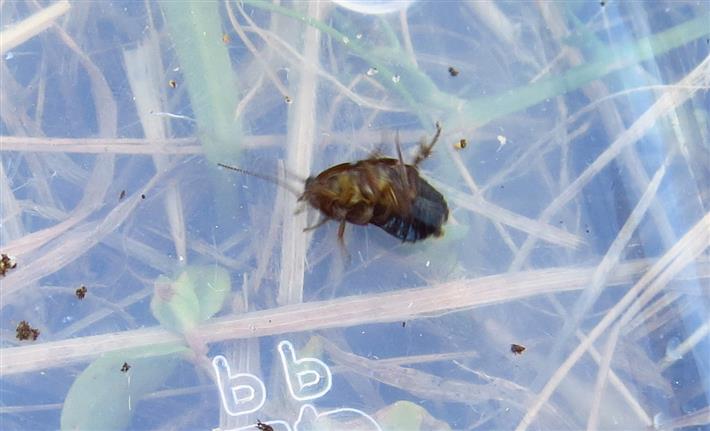 Loboptera sp.
